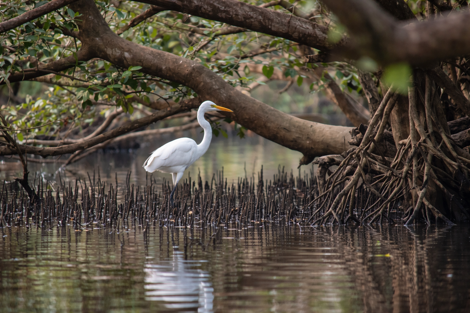 Kadalundi Bird Sanctuary nearby